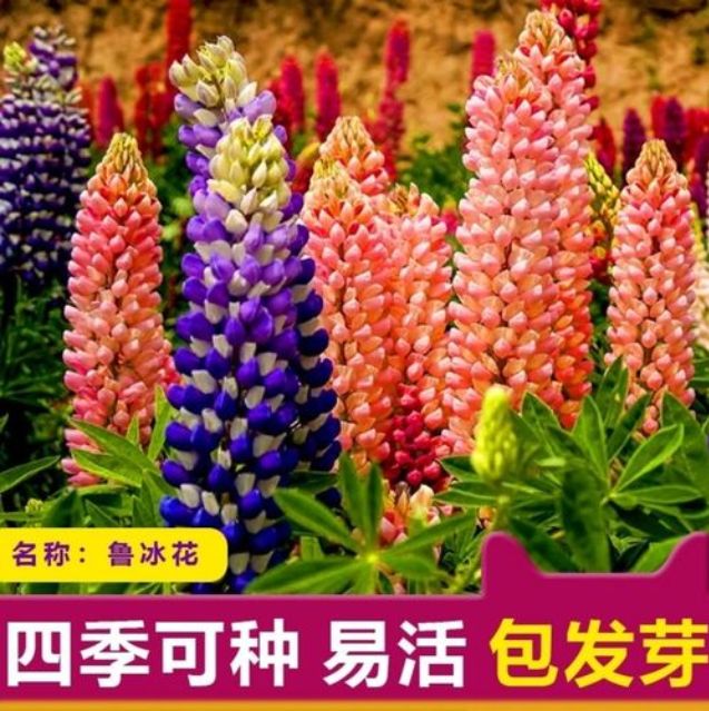 鲁冰花种子羽扇豆种子多年生花卉打造花海庭院花坛种植