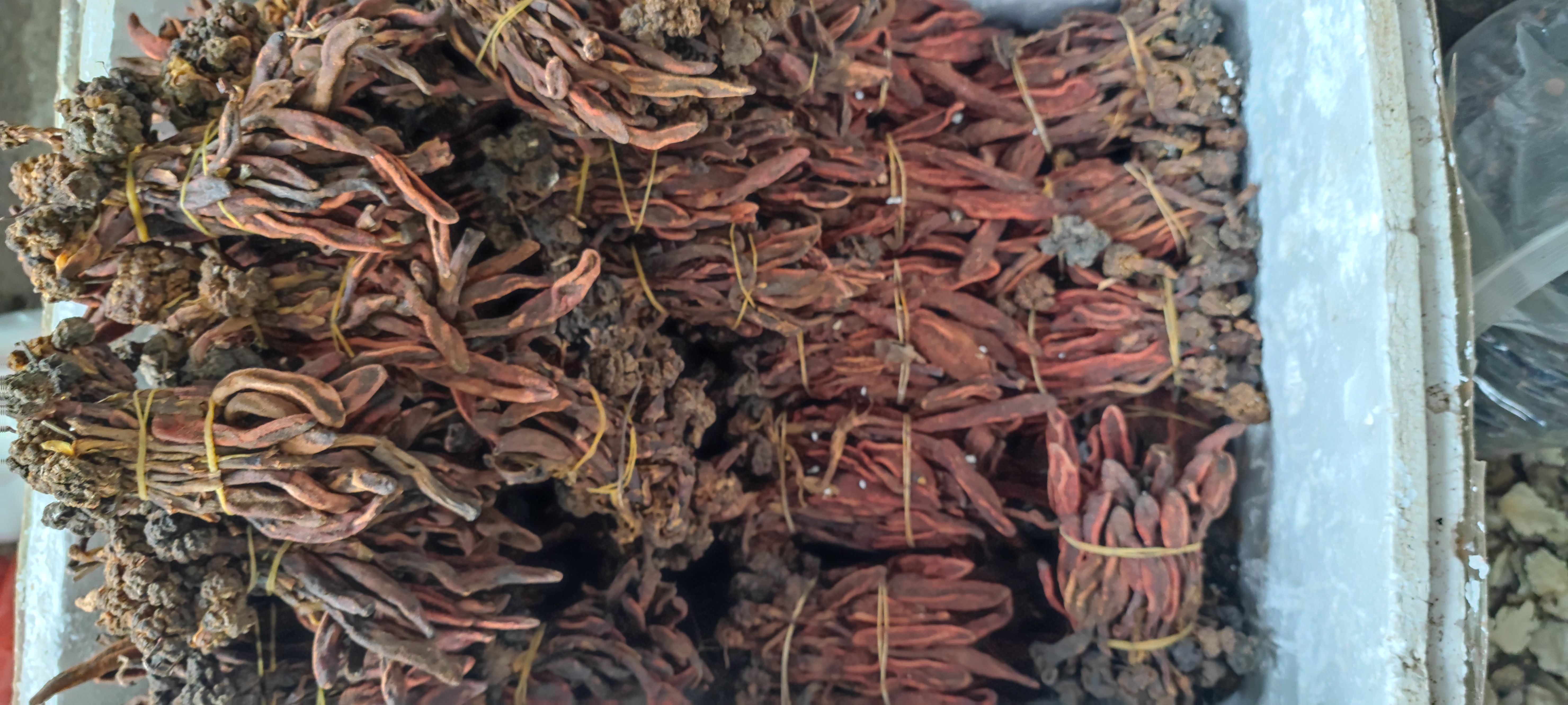 包邮  回春草 新货 不老草 顶天柱  量大从优