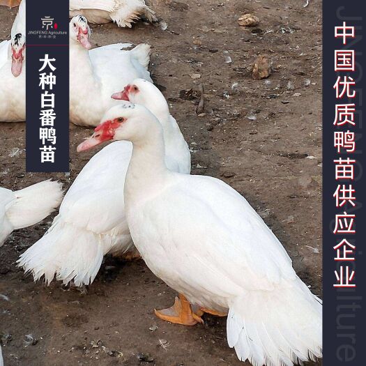 南宁大种番鸭苗 白番鸭苗 厂家直销 欢迎考察合作