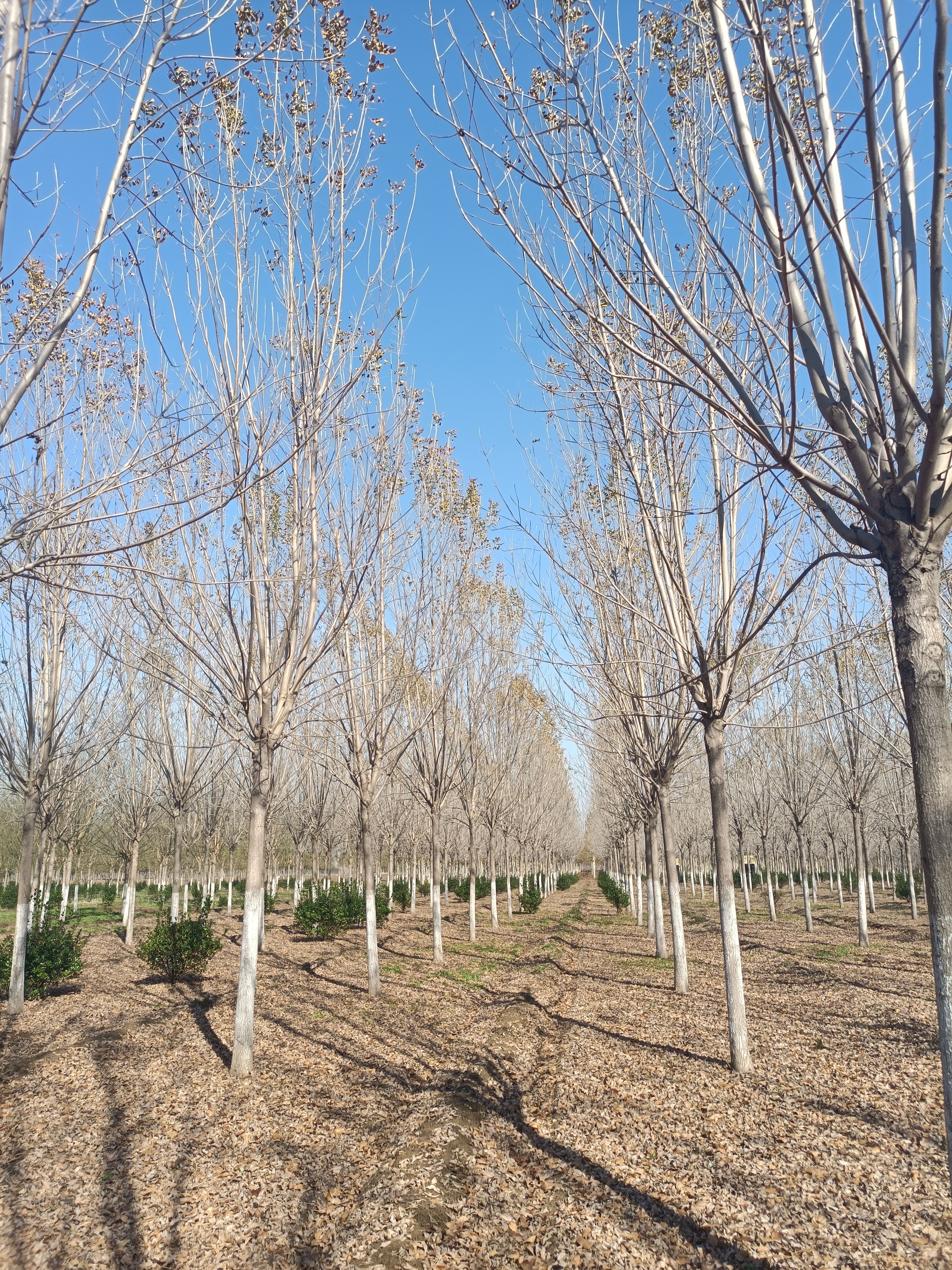 速生白蜡12-15公分精品树形大量供应