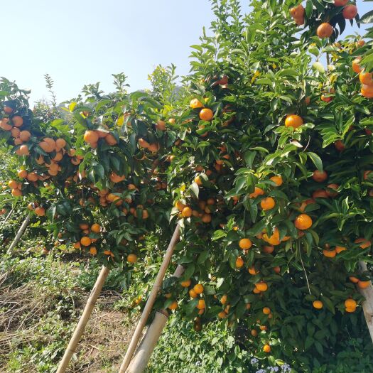 连平县大量供应红皮无核化渣沙糖桔