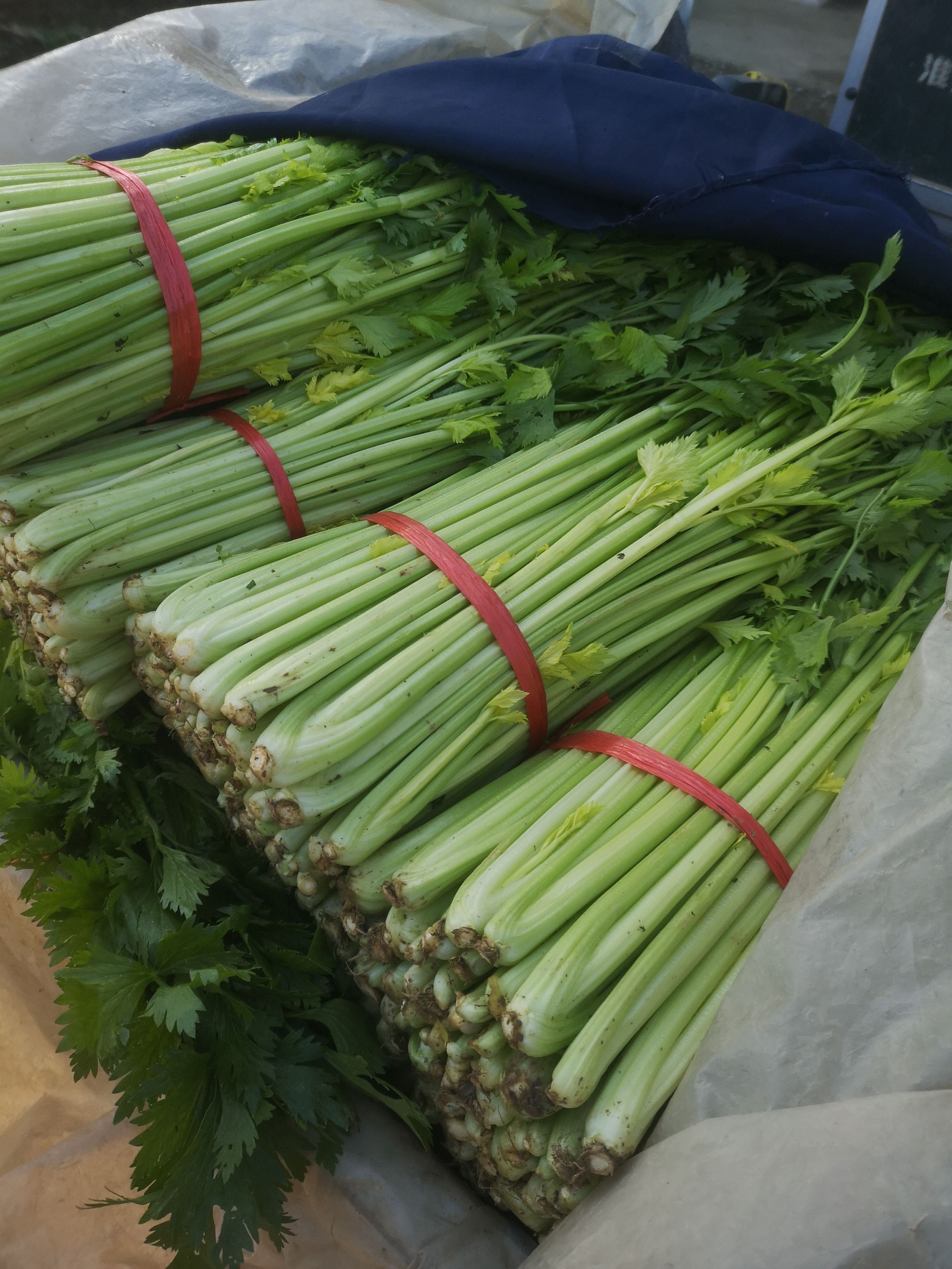 西芹  【芹菜】万亩大棚芹菜，大，中，小棵都有