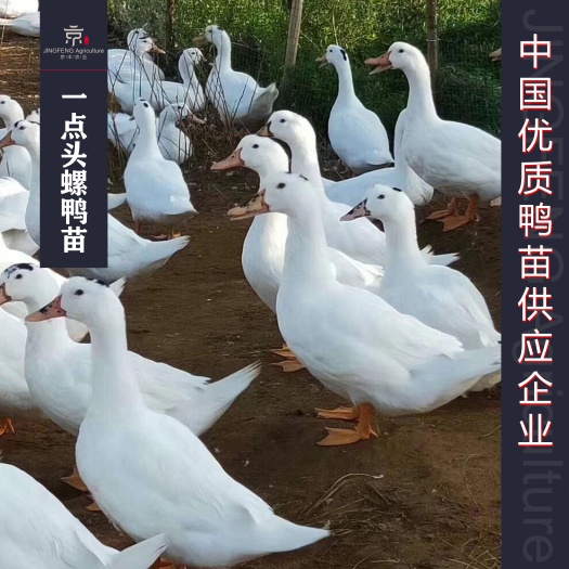 南宁半番鸭苗 一点头螺鸭苗 M18鸭苗 速成60天出栏8-9斤