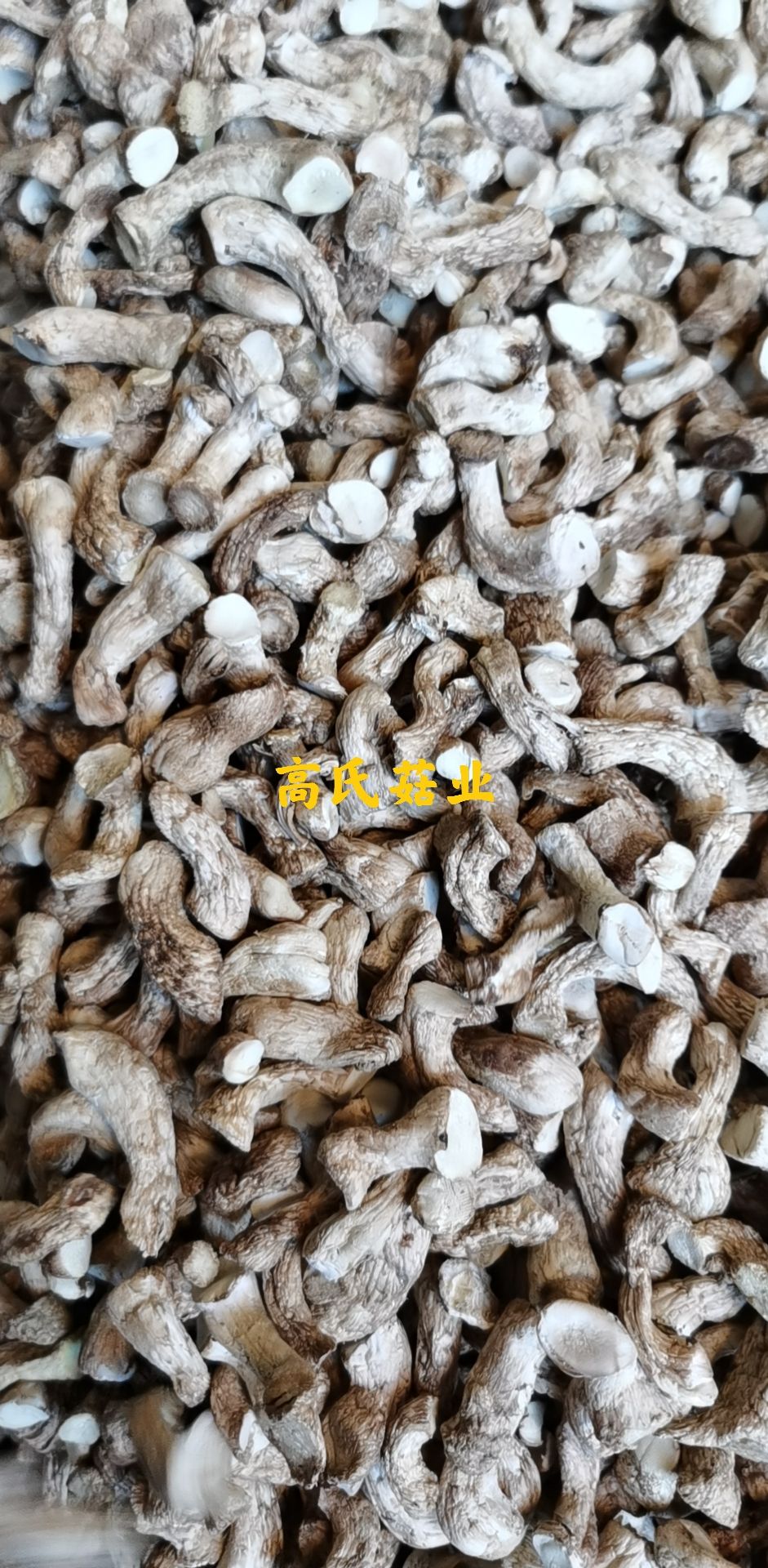 香菇脚 双剪 干净无杂