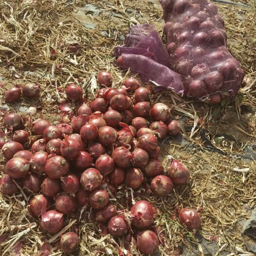 张掖甘肃张掖紫皮洋葱，个头大，色泽鲜艳。