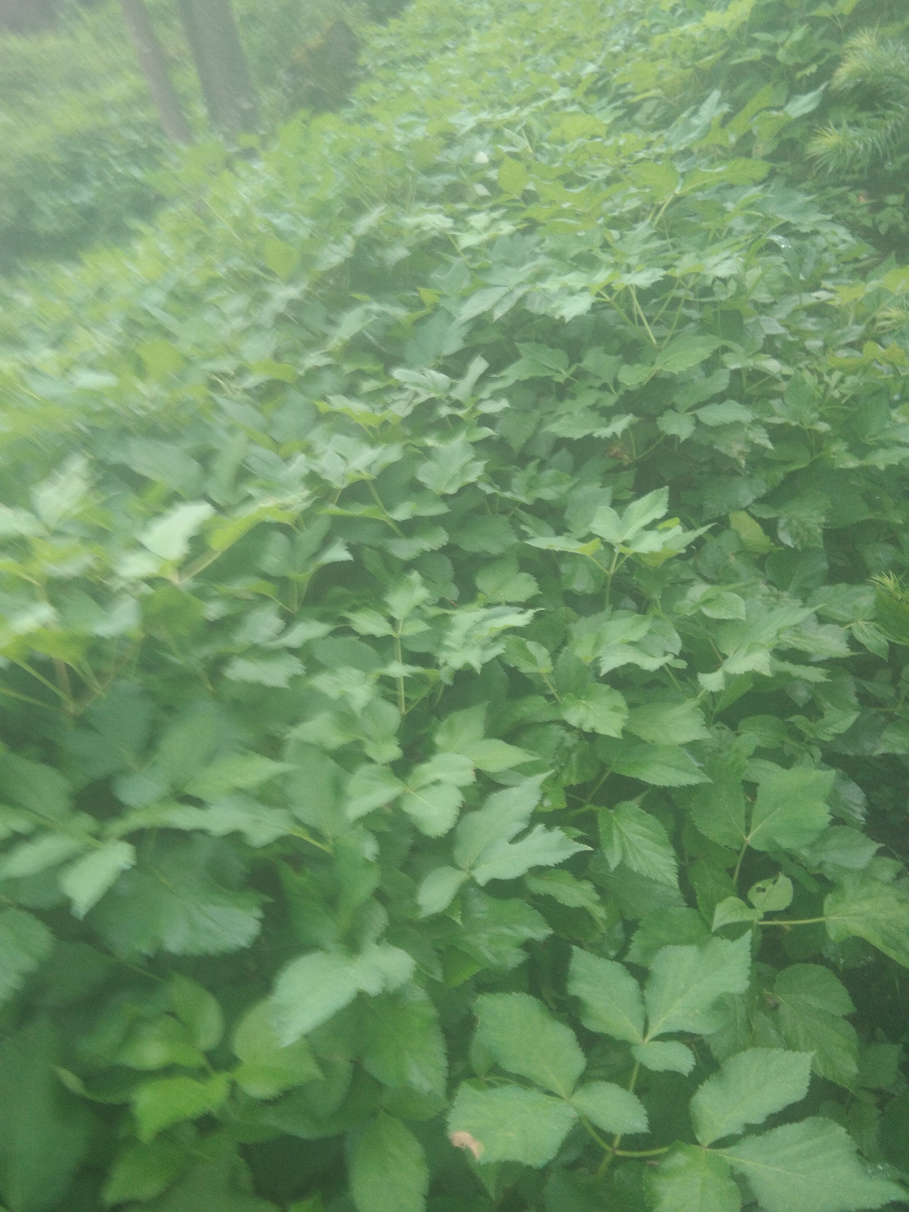 独活种子 诚信为本