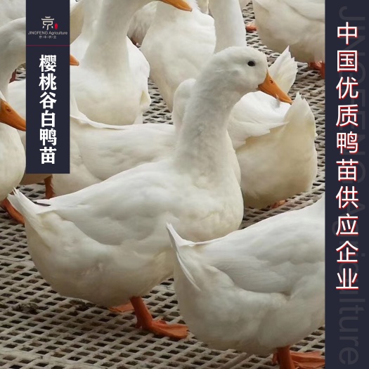 南宁广西樱桃谷桂柳白鸭苗孵化场速成45天十年厂家日产量10万羽
