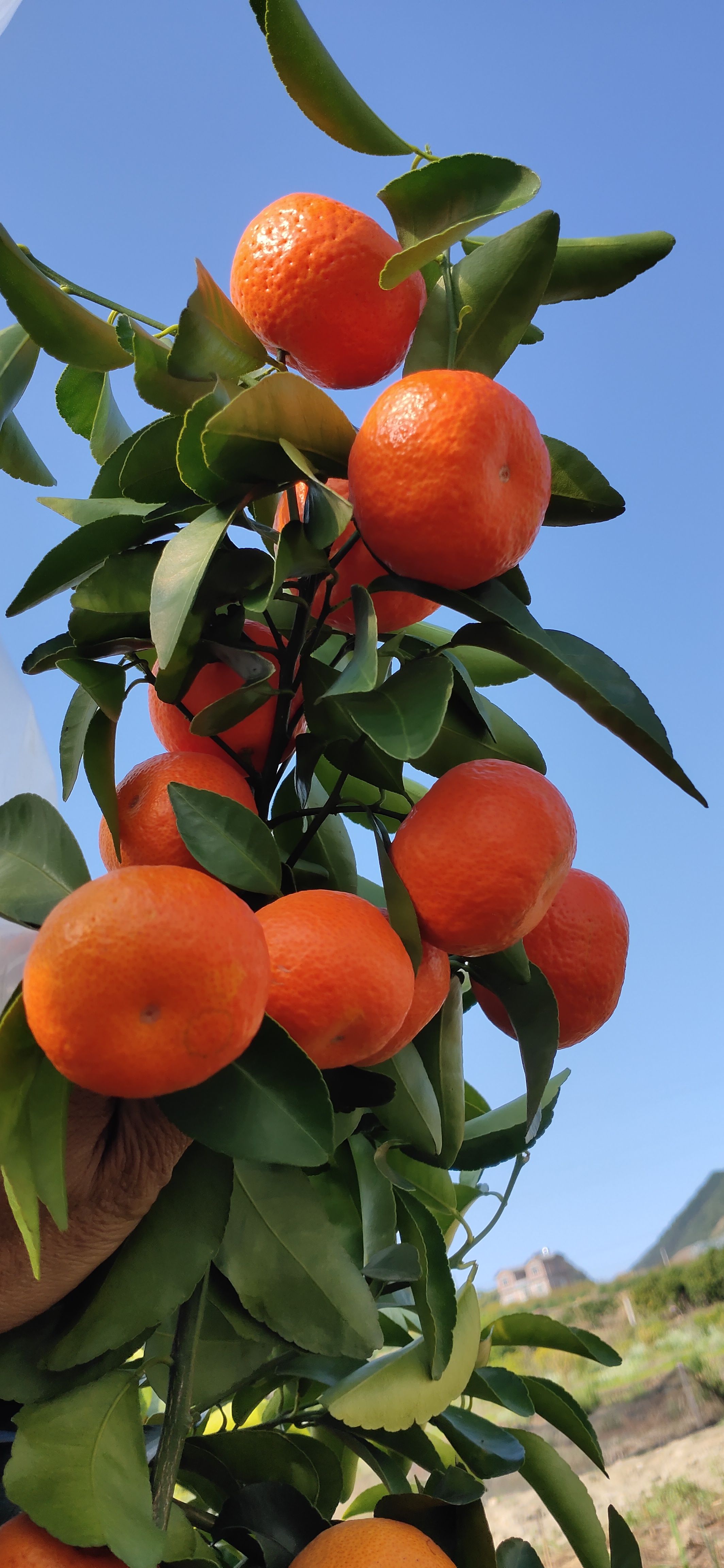 广西桂林H恭城盖膜沙糖桔订园百家果6年专业代办洗果打蜡一条龙