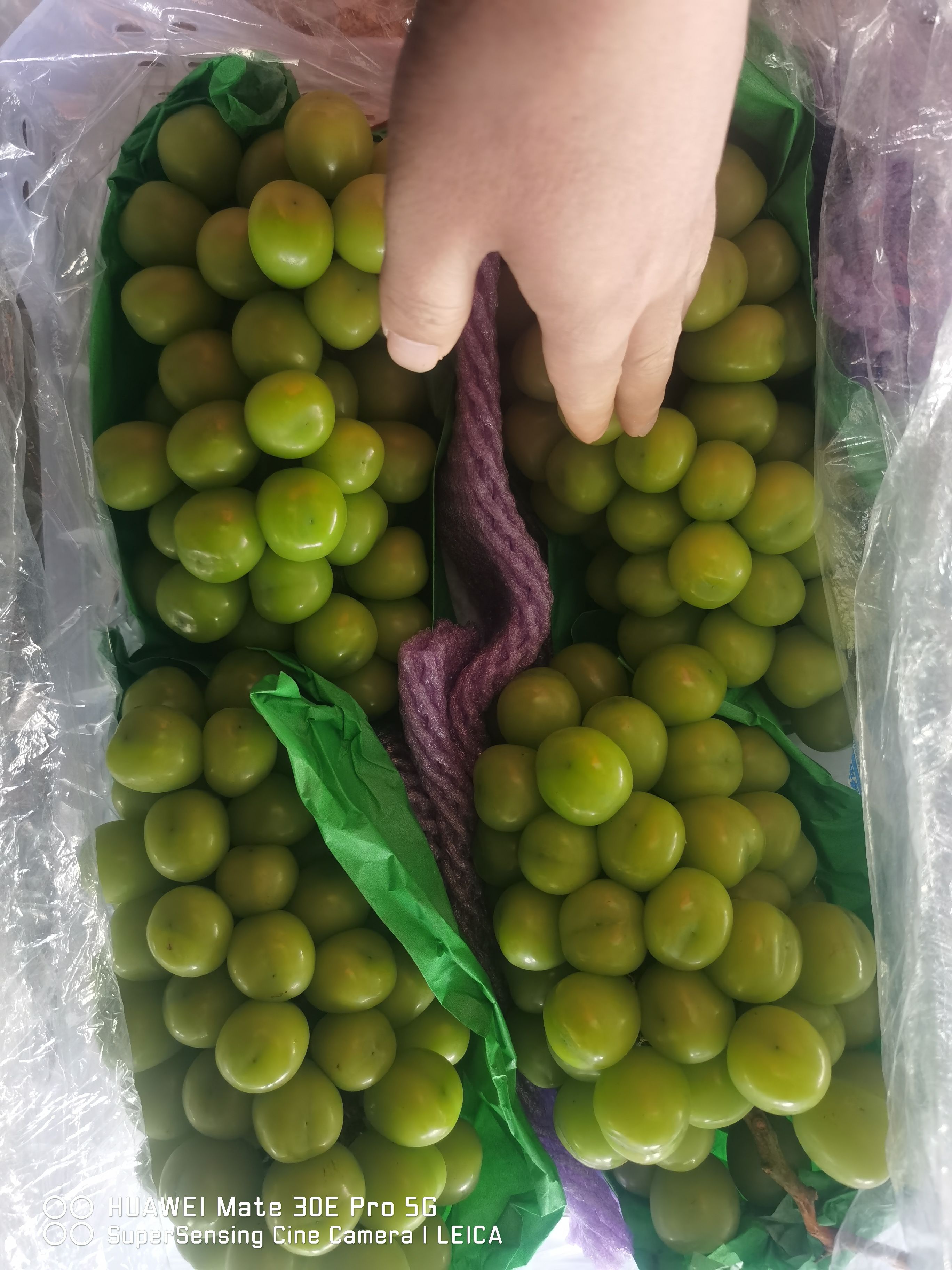 陕西大荔阳光玫瑰