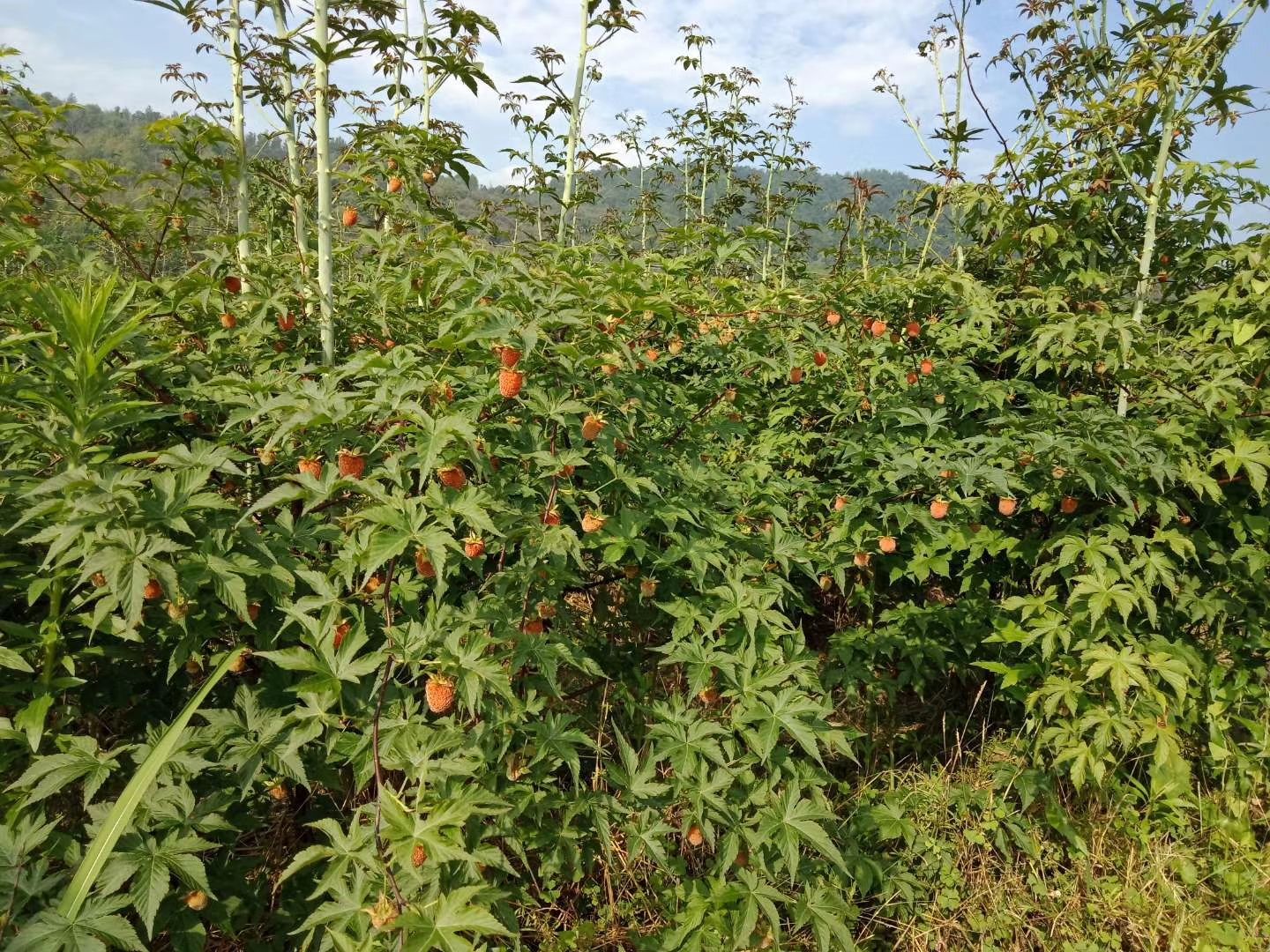 覆盆子种苗 掌叶覆盆子  基地老苗