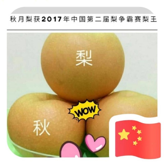 河北赵县新鲜秋月梨 健康甜脆 量足价优 果园直供 石家庄发货