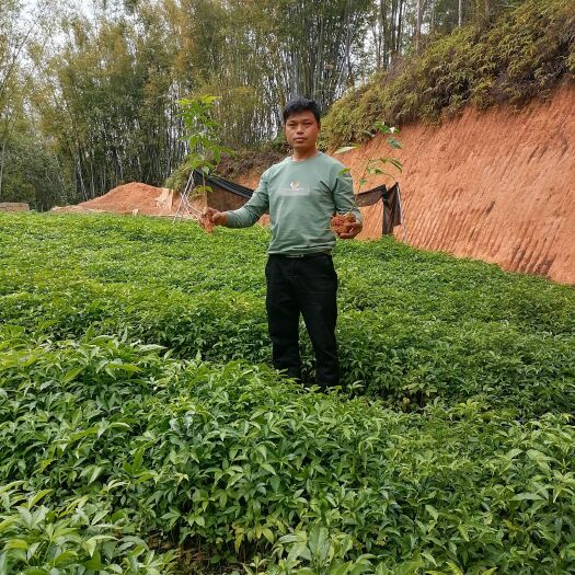三桠苦种苗  三丫苦 三叉虎 三叉苦种苗
