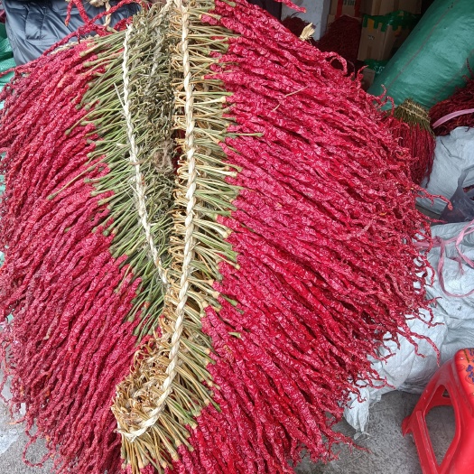 大方县贵州草绳干线椒海椒纵椒皱椒