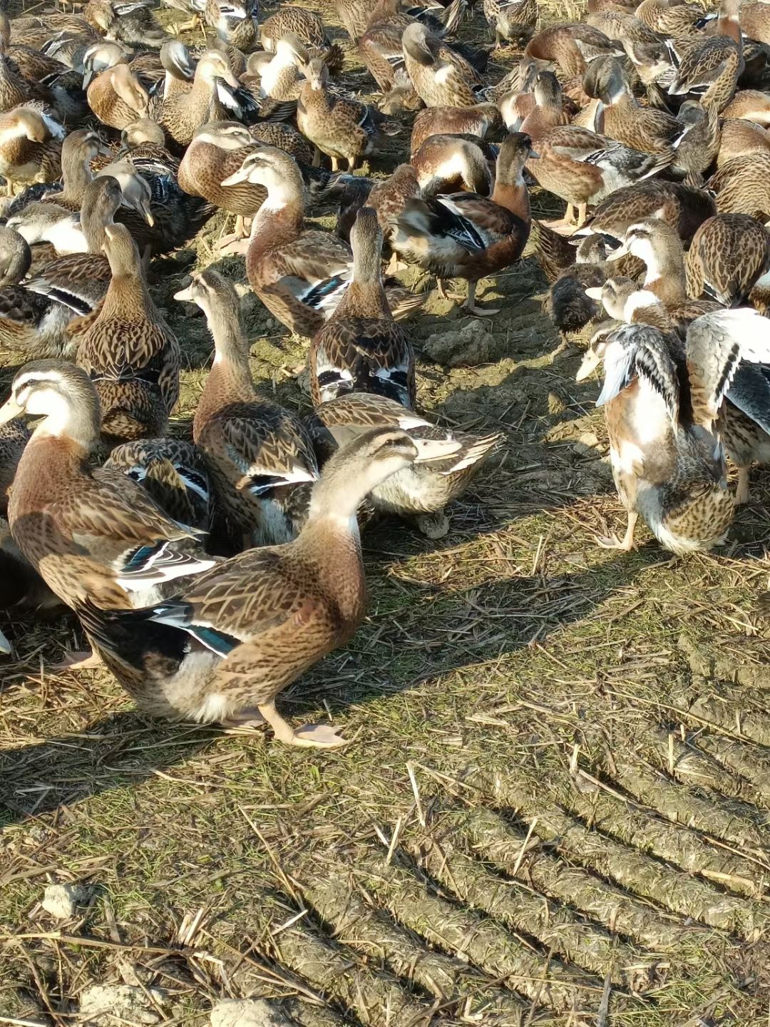 麻鸭 全母麻均重5