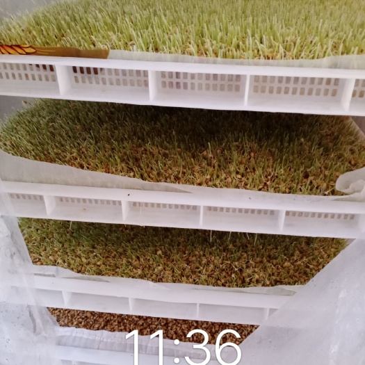 巴东县麦芽糖 麦芽苞谷糖，米糖
