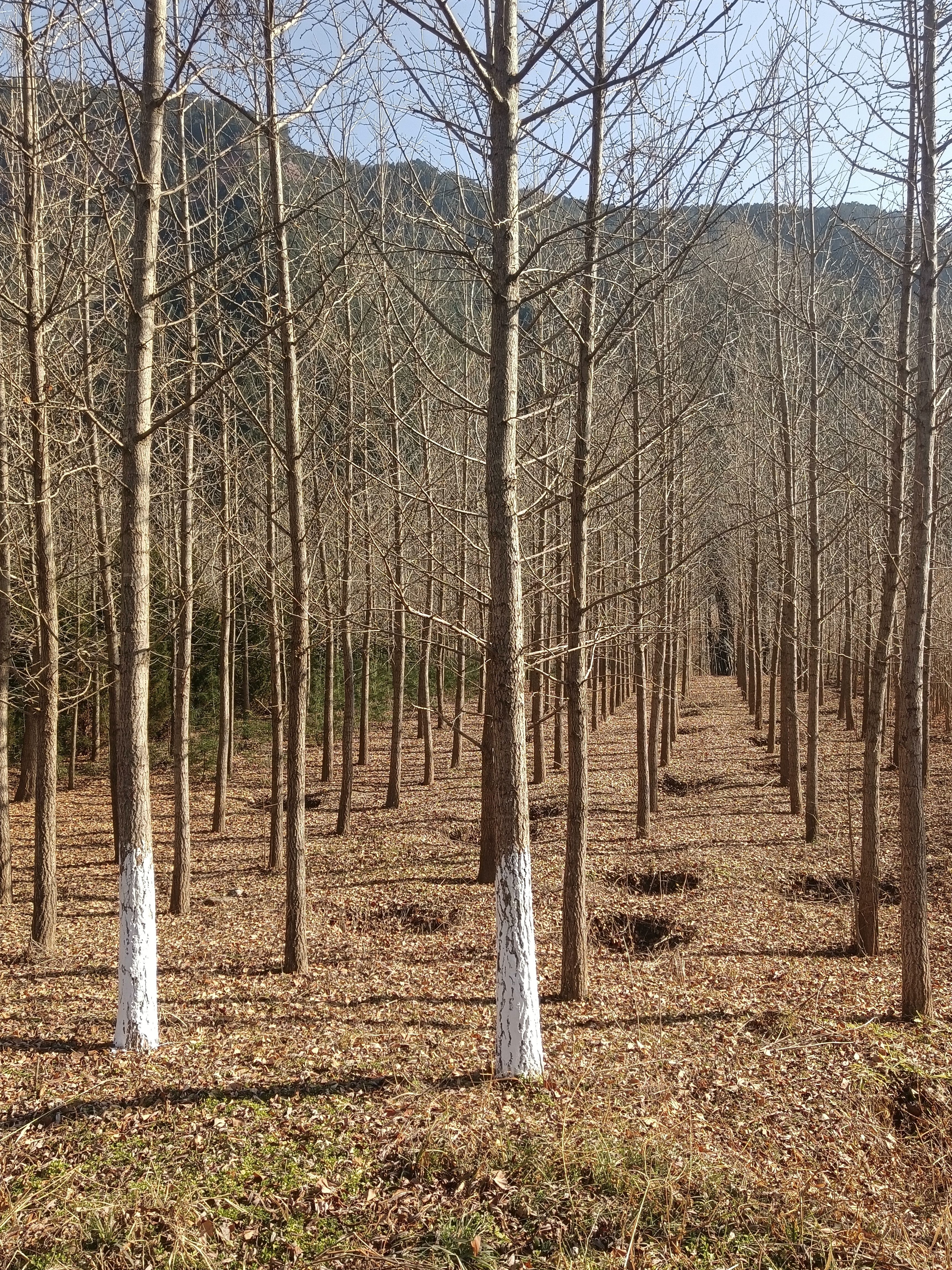 银杏苗  银杏大苗   银杏树  大量供应