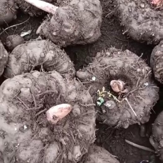 宣威市花魔芋 优质鲜魔芋，无挖烂，无破损，半公斤以上
