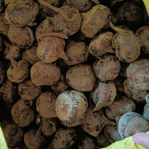 毛马蹄 九米六小果装车完成，祝老板大卖，欢迎新老客户继续下单联系我