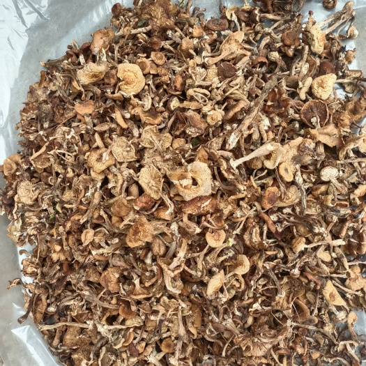 东宁市 东北烘干榛蘑