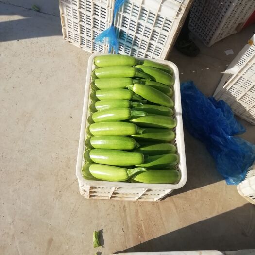 五莲县精品绿皮西葫芦