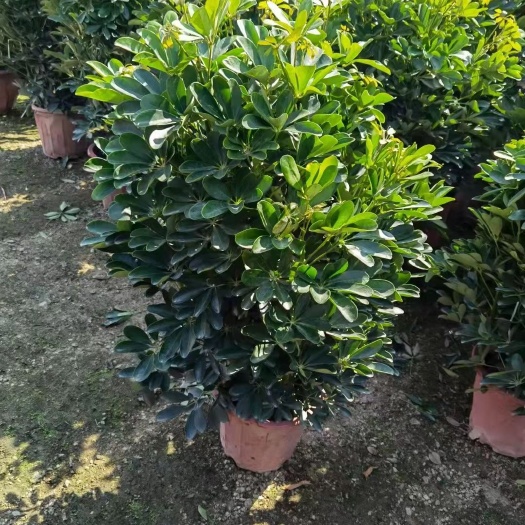 普宁市鸭脚木盆栽 产地直销H80cm-100cm-150cm鸭脚木