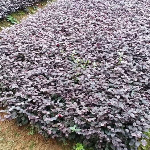 阳朔县红花继木小苗红花继木苗红继木小苗黑珍珠红继木小苗双面红红继