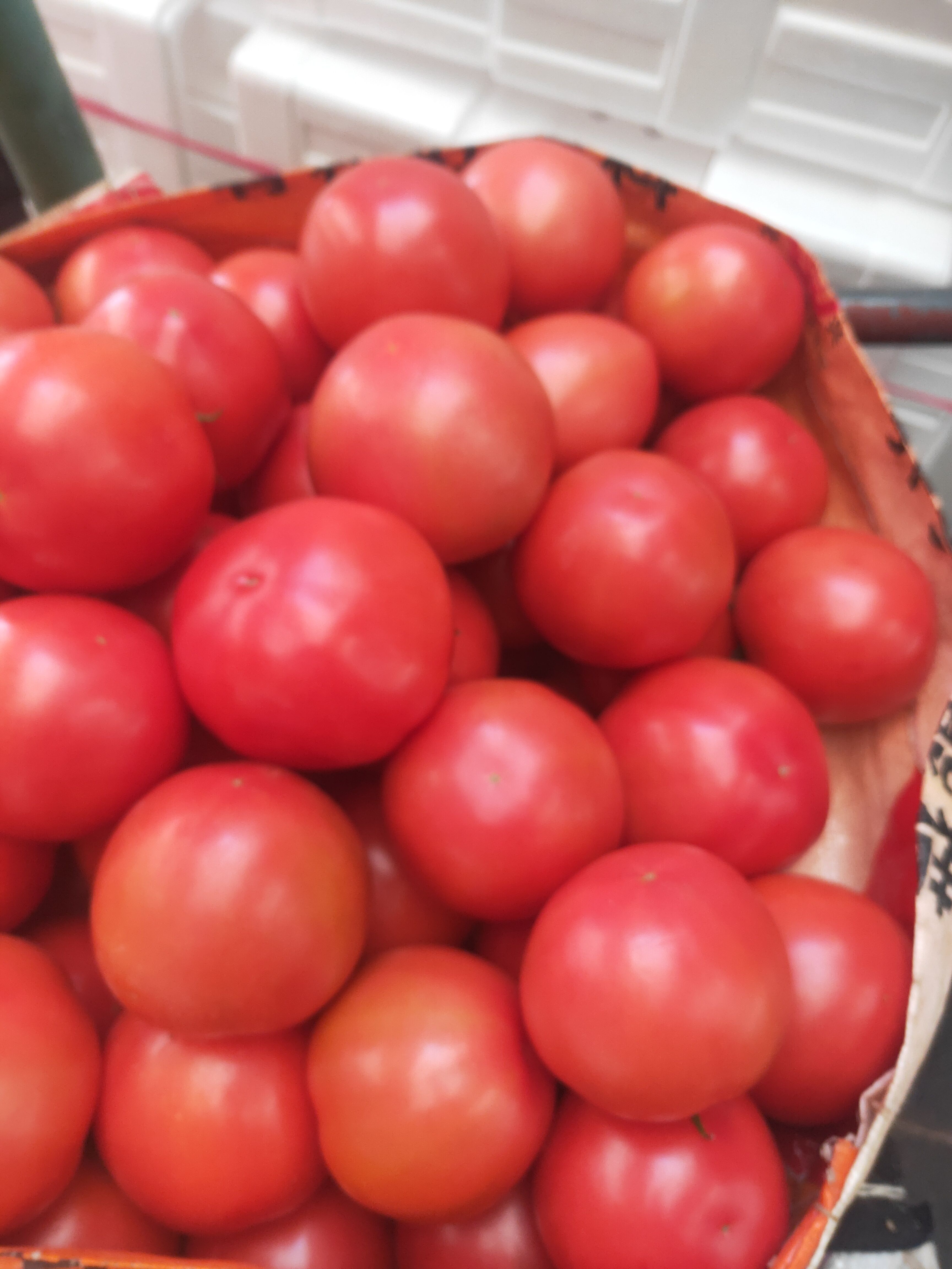 山东省费县万亩硬粉西红柿大量上市中，保质保量诚信经营。