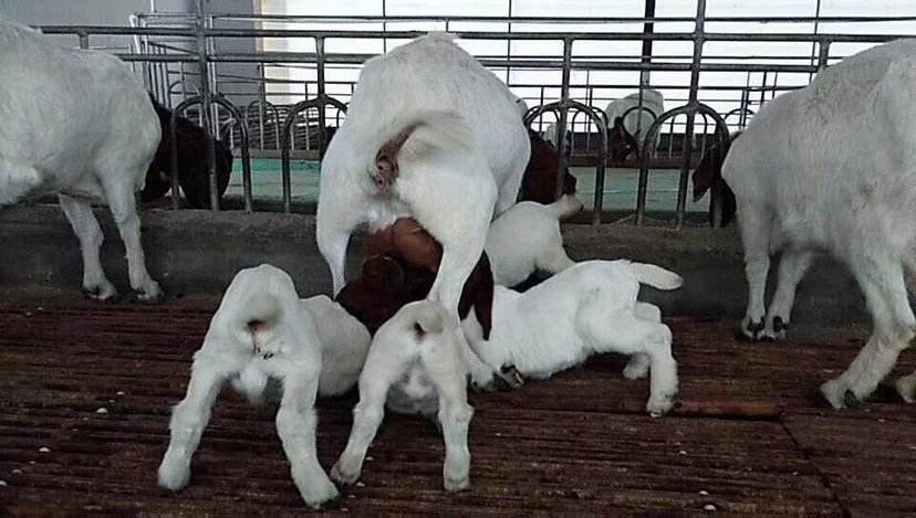 安徽宿州波尔山羊优质活畜供应，种公种母羊怀孕母羊，活体运输