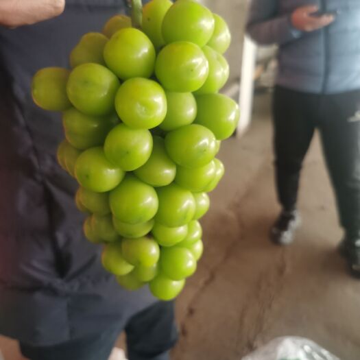 陕西大荔阳光玫瑰