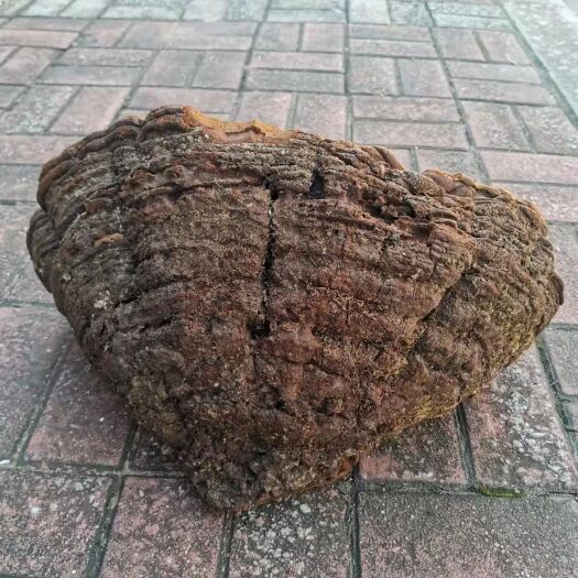 玉林 特大桑黄