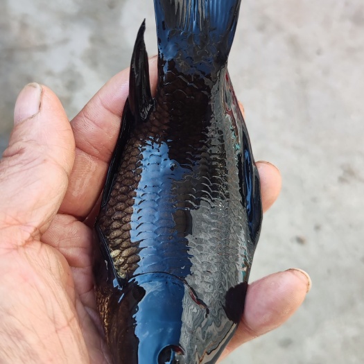 宜宾 黑锦鲫，黑草金，规格2-5两