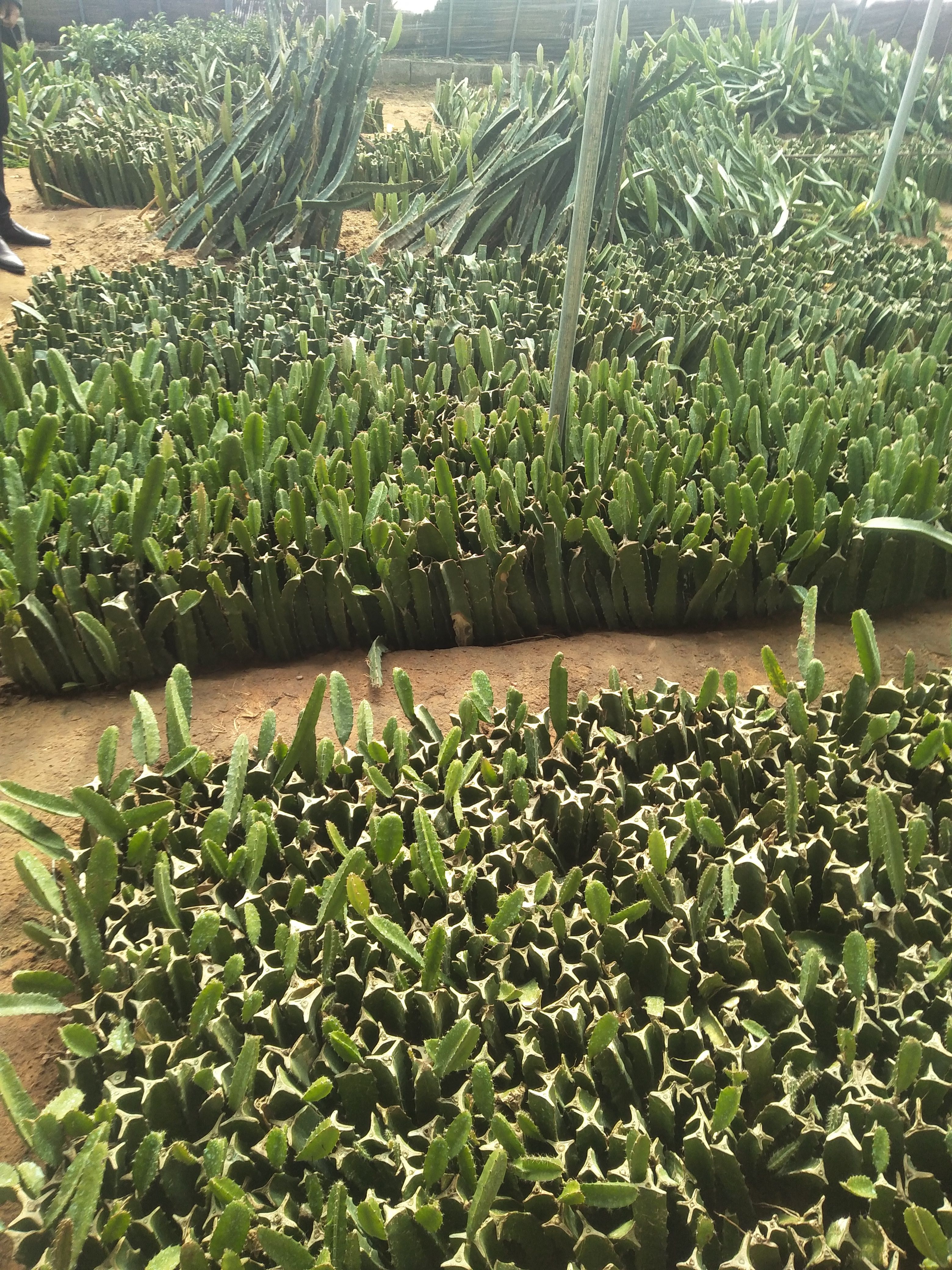 红皮红肉火龙果苗  红心火龙果苗 看苗挖苗