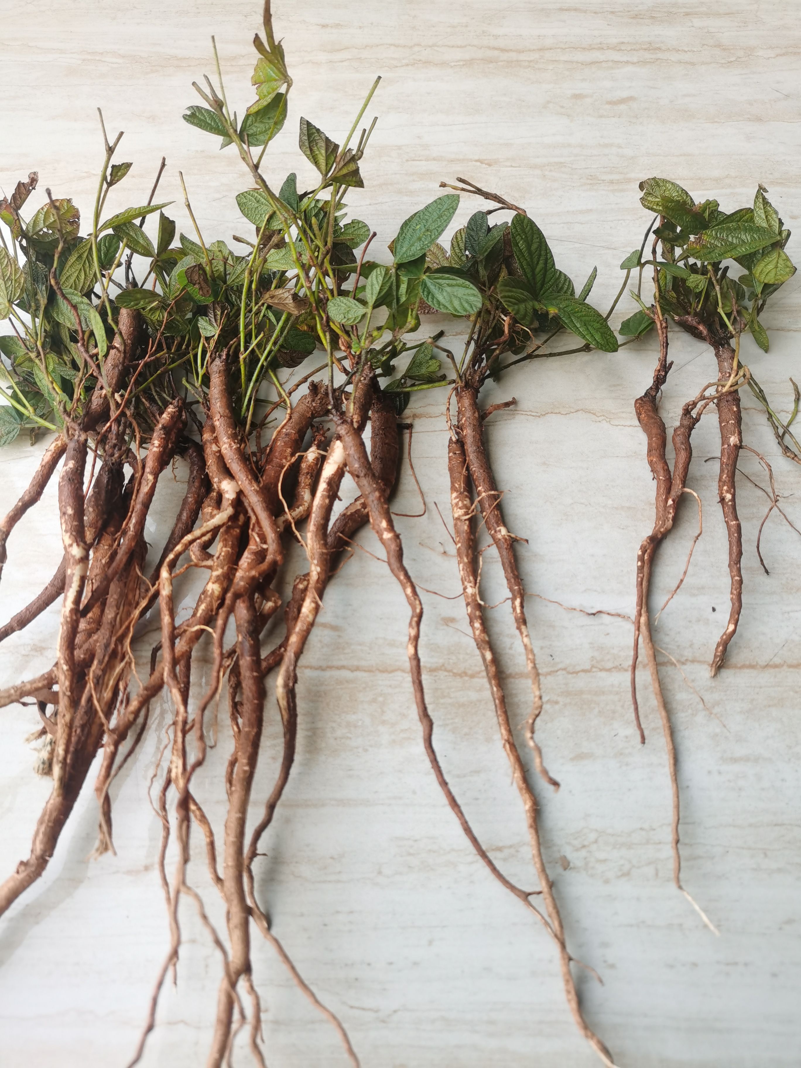  千斤拔（小叶千斤拔25元一公斤包邮，20公斤起订）