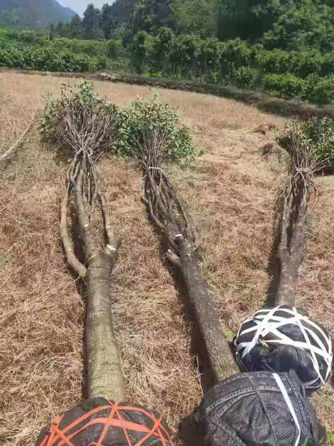  占地八月桂大量出售