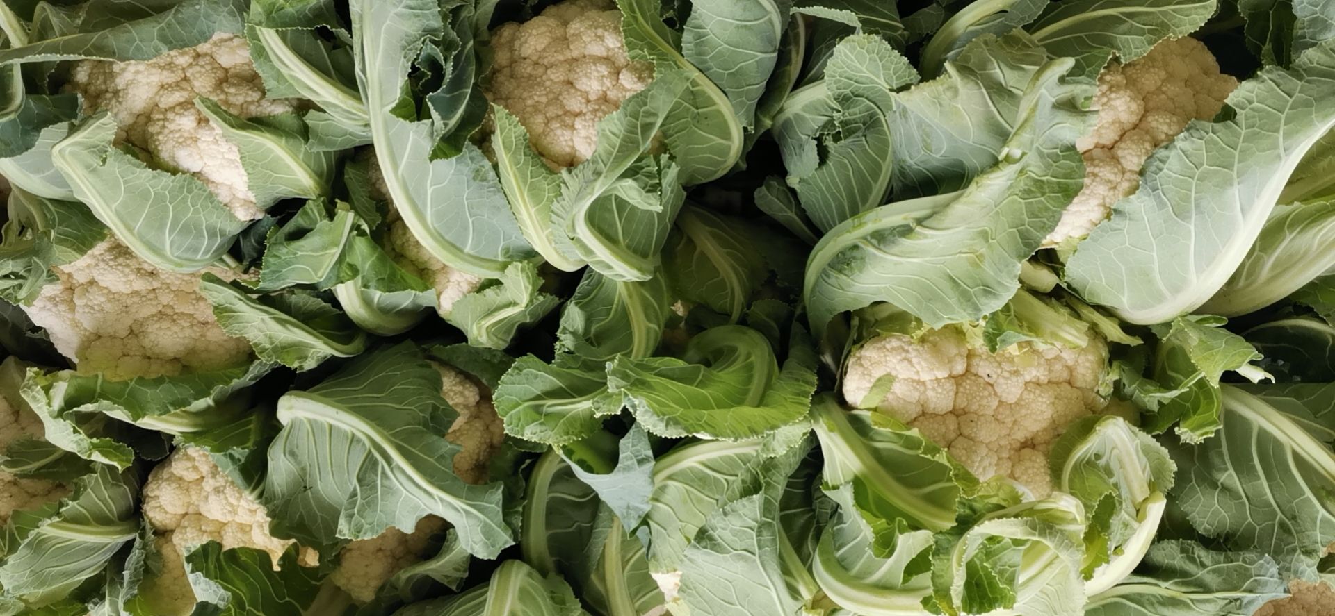 白花菜花 松散 湖北省天门市天门市 1~2斤