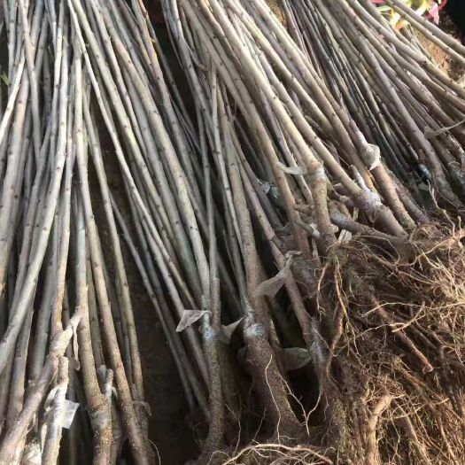 临朐县 1级大樱桃苗