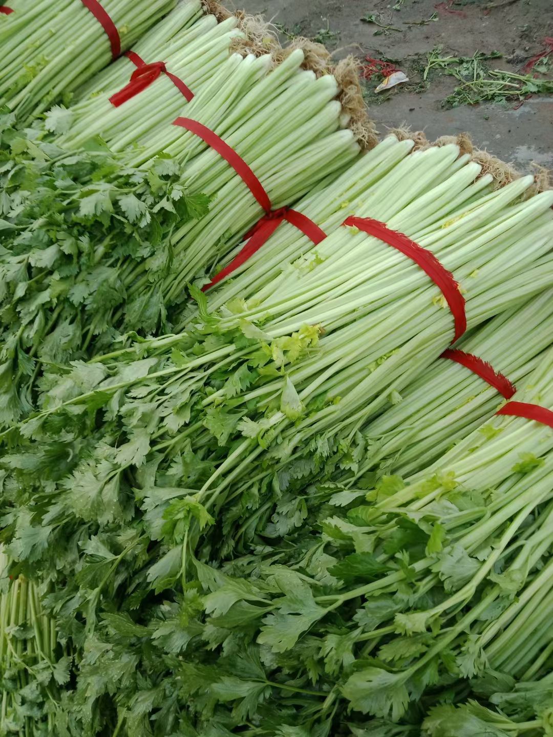 精品西芹，高约四十公分，价格便宜，质量保证