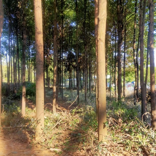 郴州香樟树批发