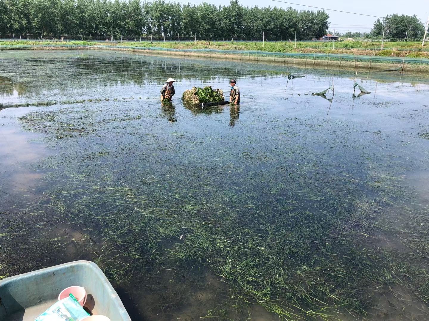 輪葉黑藻 輪葉黑藻龍蝦螃蟹養(yǎng)殖專用水草草籽