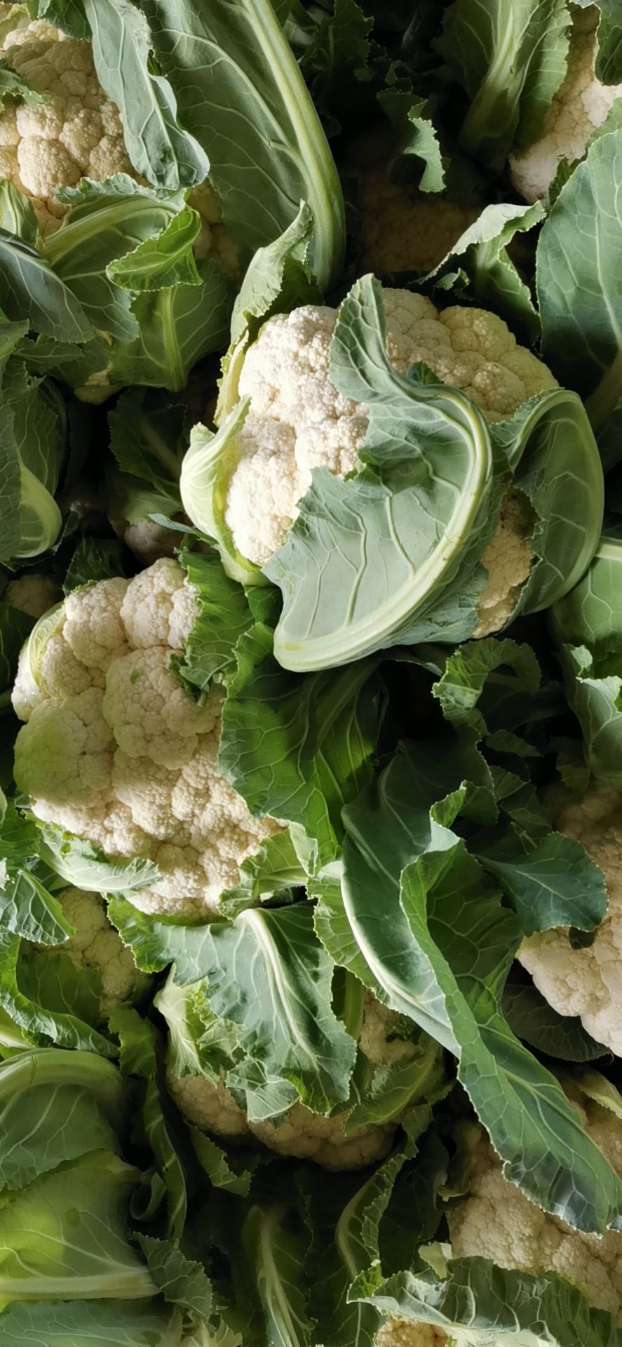 白花菜花 松散 湖北省天门市天门市 1~2斤