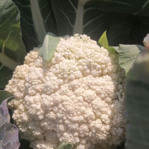 花菜 适中 湖南省永州市江永县 1~2斤 