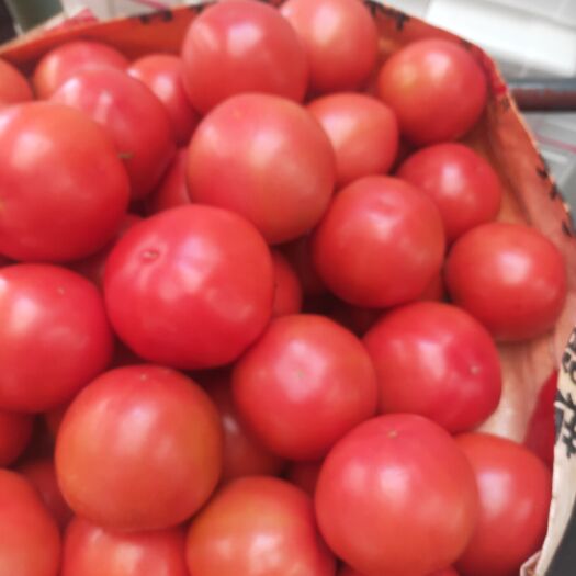 山东省费县万亩硬粉西红柿大量上市中，保质保量诚信经营。