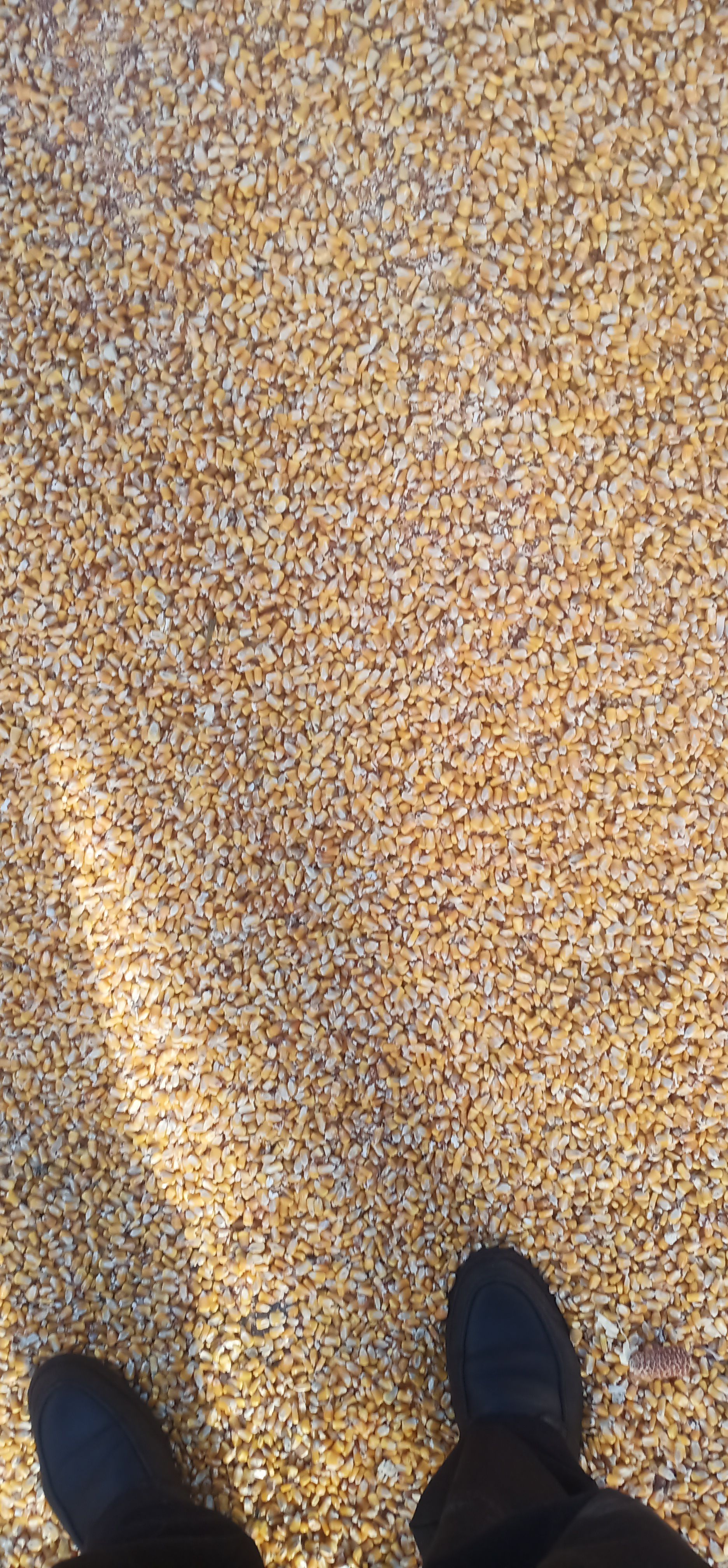 黄玉米粒 玉米籽粒