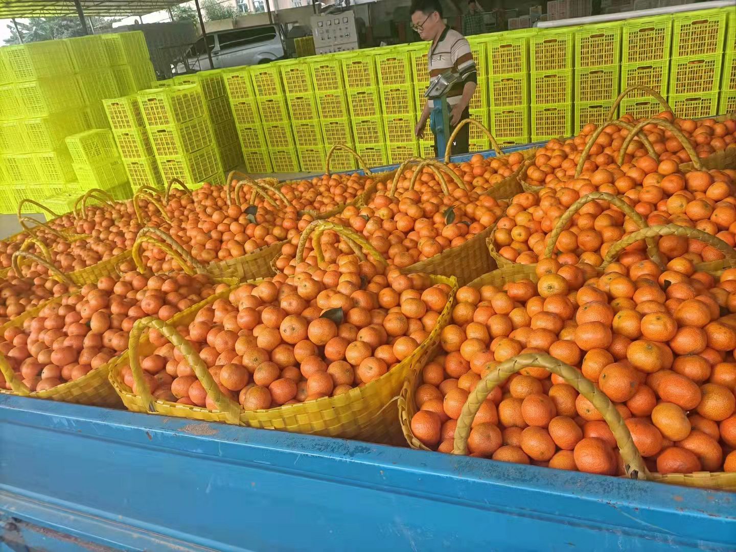 产地大量现场采摘  沙糖桔 零售广东省内顺丰包邮 有需要联系