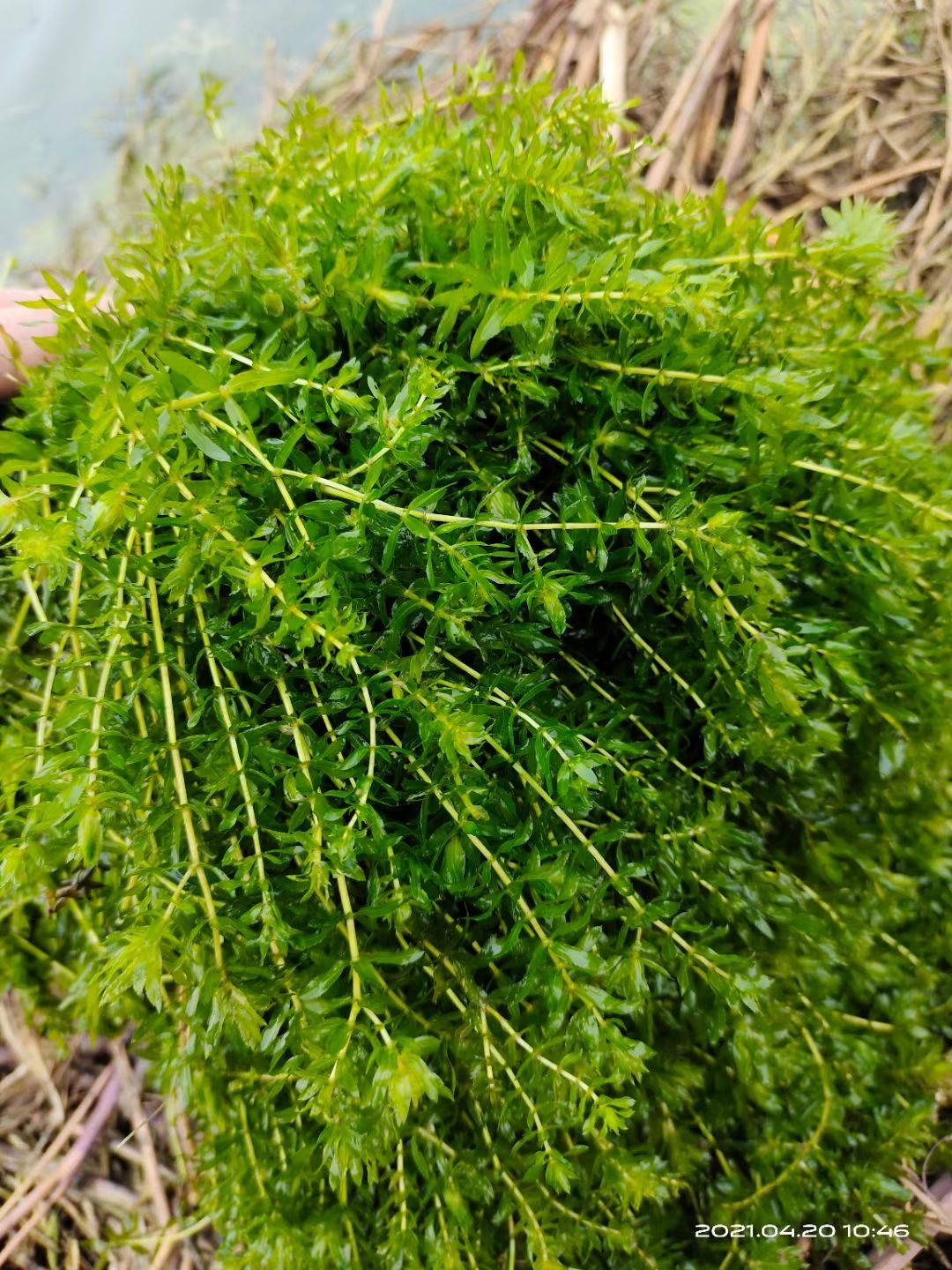 輪葉黑藻 輪葉黑藻龍蝦螃蟹養(yǎng)殖專用水草草籽