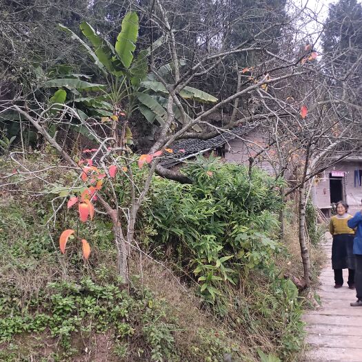 重庆市黄精 鲜货 重庆市重庆市荣昌区 