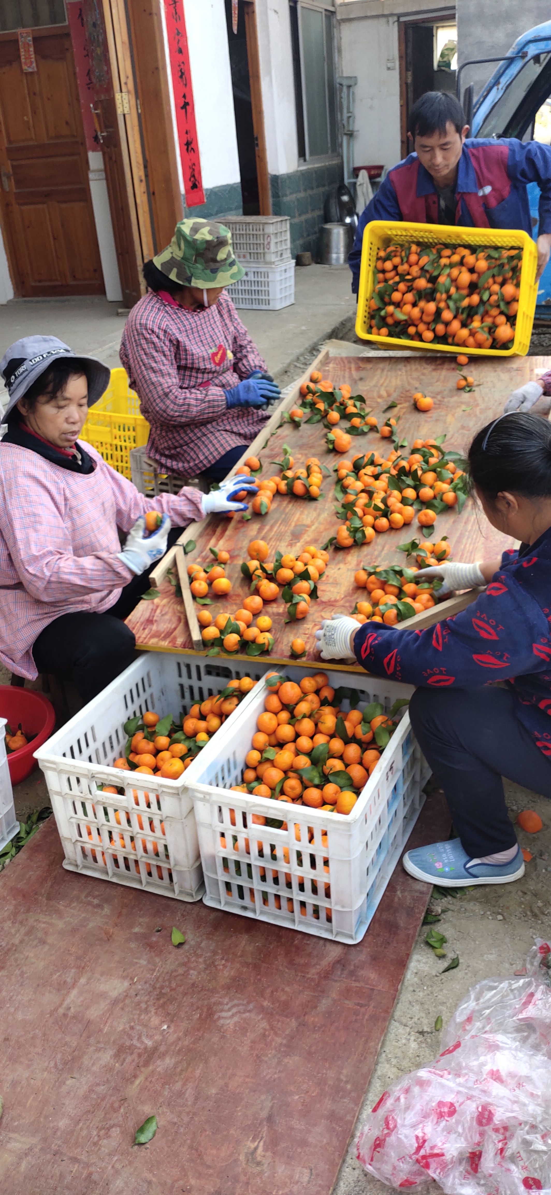 广西桂林H恭城盖膜沙糖桔订园百家果6年专业代办洗果打蜡一条龙