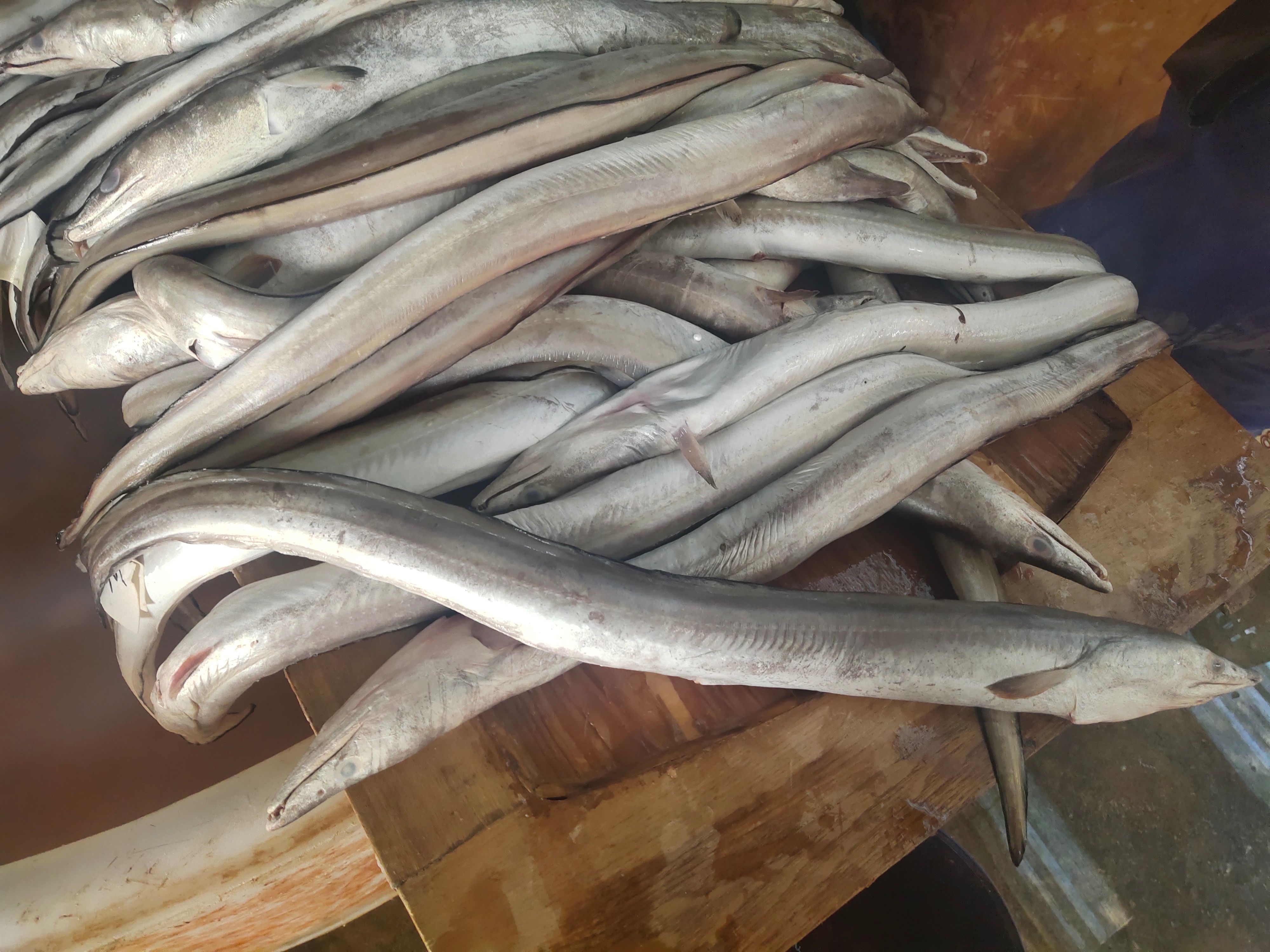 鳗鱼干  咸淡鳝干   晾晒到位