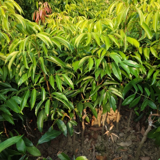灵山县桂味荔枝苗嫁接苗