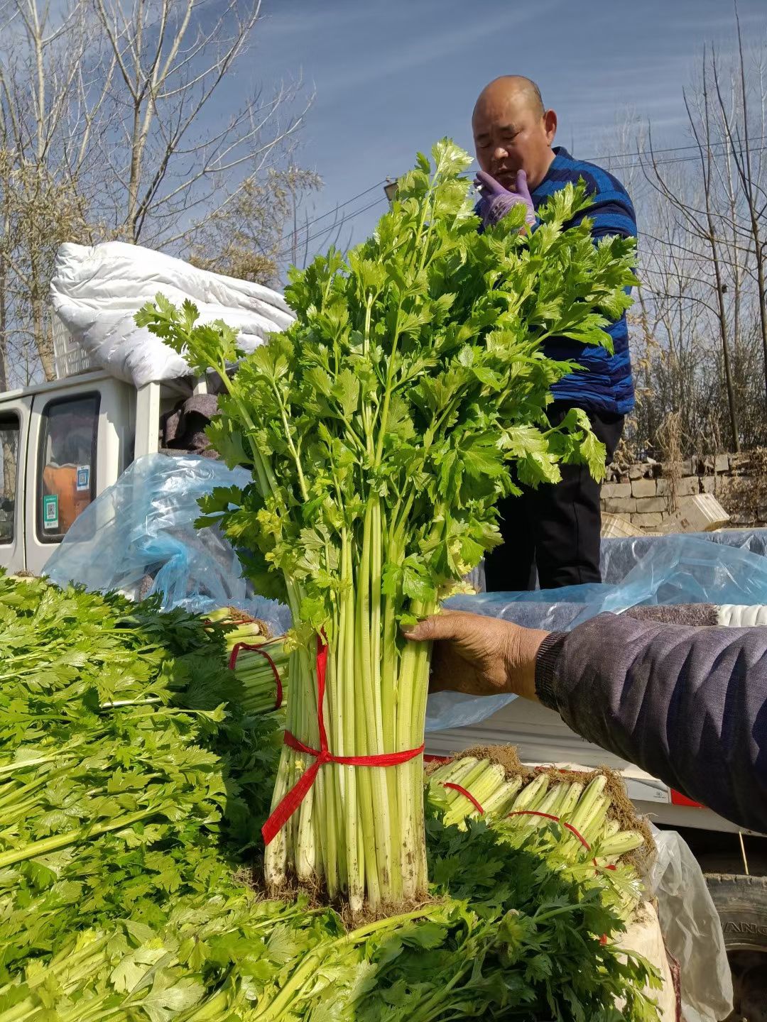 精品西芹，高约四十公分，价格便宜，质量保证